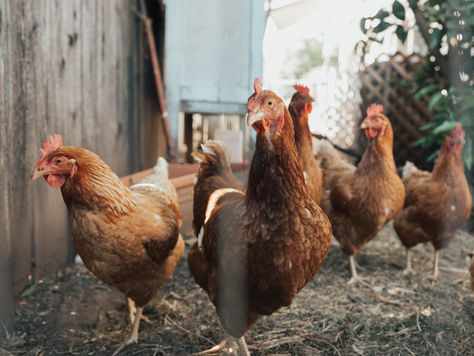 Can Your Chicken Have a Heart Attack? Signs, Symptoms and Prevention Tips from the Pros