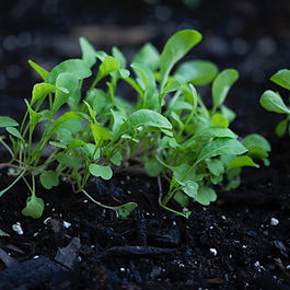 Arugula appears frequently in spring salad mixes, It's a member of the cabbage and mustard green family. It's also known as rocket, rucola, and roquette. Arugula can be found year-round but is in peak season in early spring and fall. It's quick and easy to prepare.