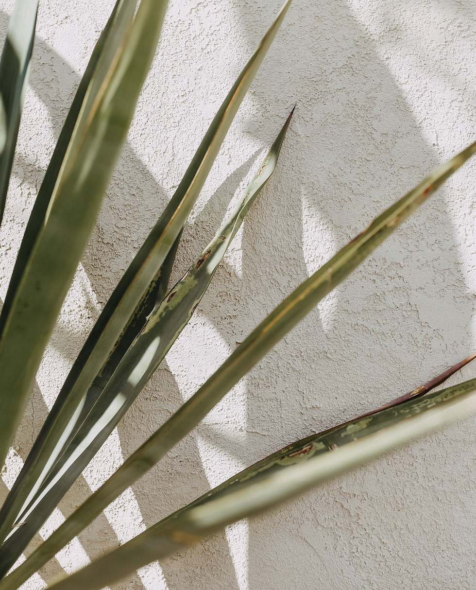 Image by Elizabeth Pishal