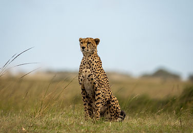 Wild animals in their natural habitat during a safari tour in India