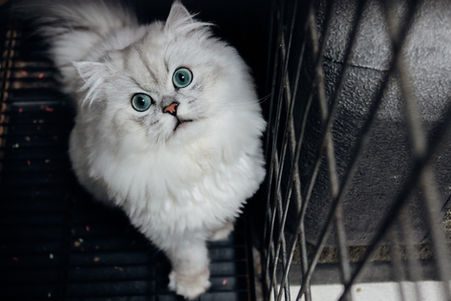Common Misdiagnoses in Cats: Is It Really FIP or Another Disease?