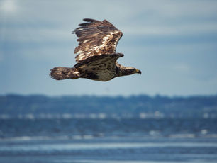 A hawk flying over the ocean with clouds and blue sky.