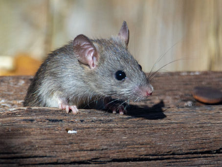 Vous subissez une infestation par des rats ou souris ?