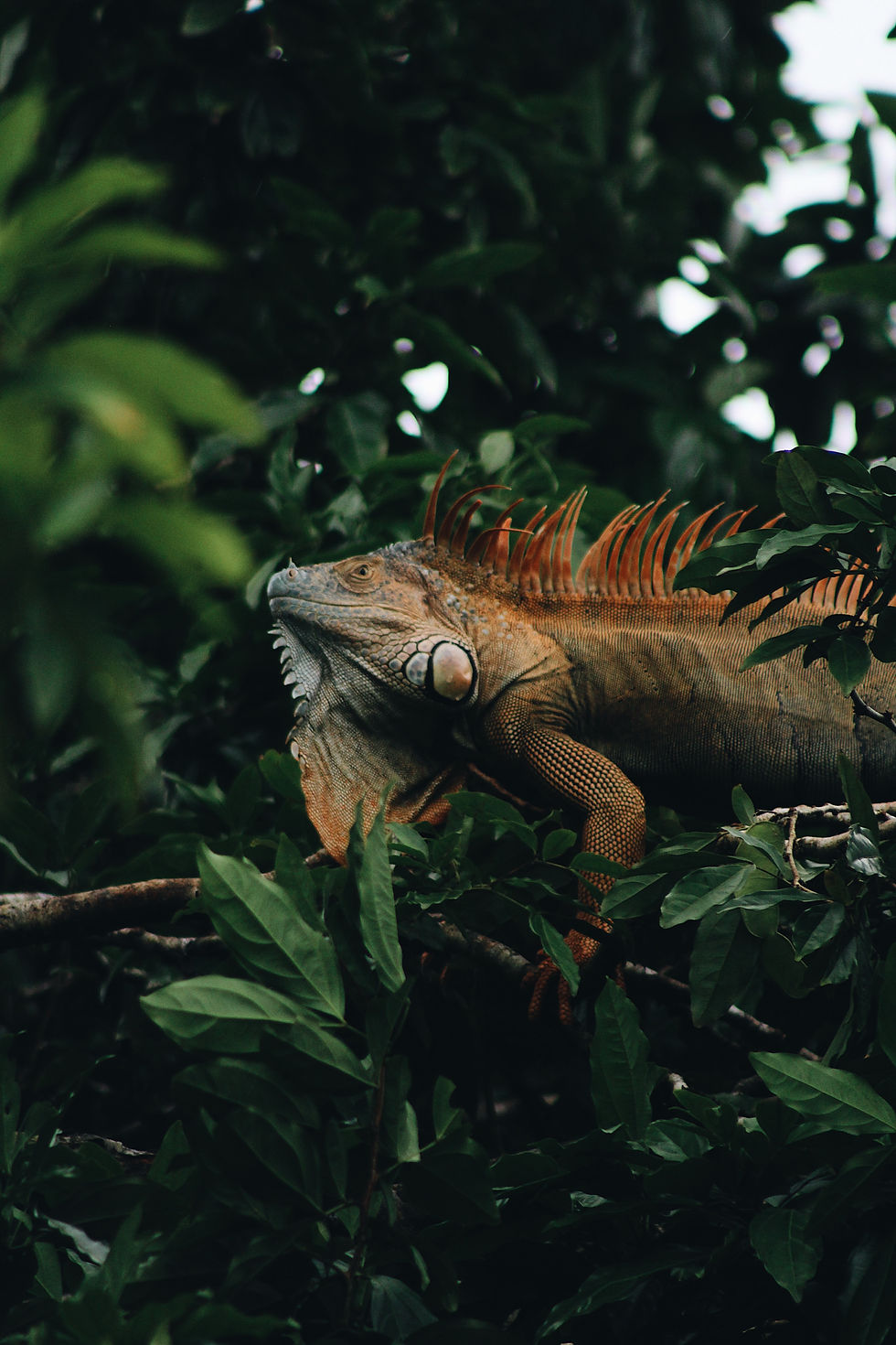 Visit Costa Rica- wildlife and conservation