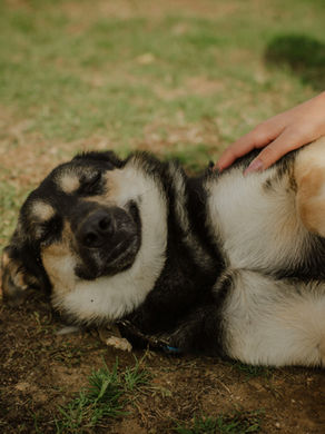 Not Just a Walk: Real Talk on Animal Welfare Week