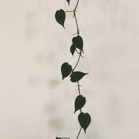 Abide: When a Word for the Year Becomes a Way of Life