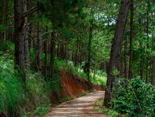 Đầu Tư Phát Triển Nông Lâm Nghiệp & Lối Sống Tỉnh Thức Dưới Tán Rừng