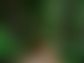 Đầu Tư Phát Triển Nông Lâm Nghiệp & Lối Sống Tỉnh Thức Dưới Tán Rừng