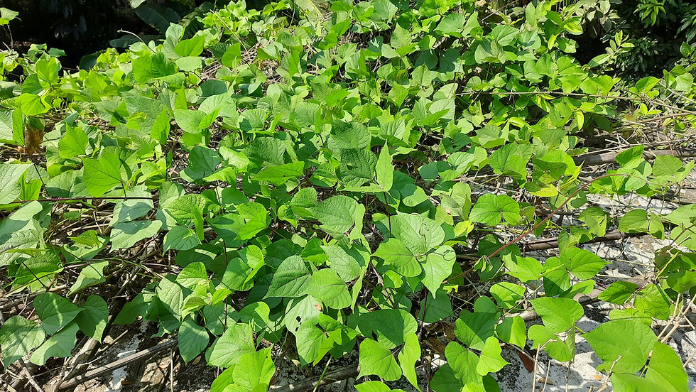 Lush green leaves of a creeping plant spread across a sunlit, natural ground. Bright, vibrant foliage dominates the earthy background.