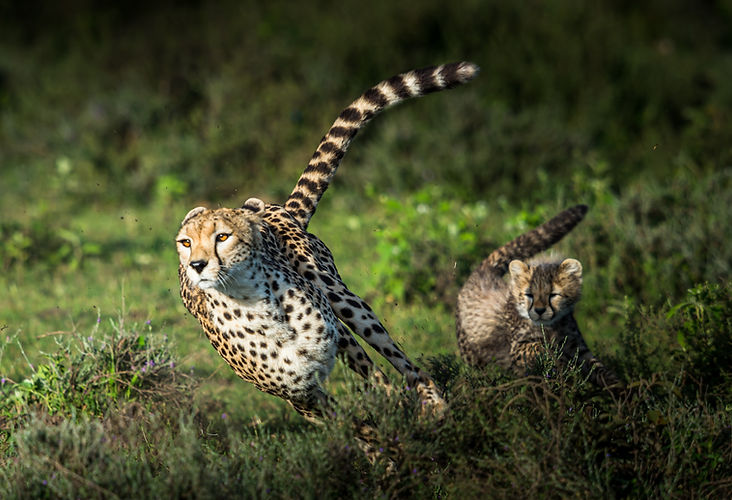 Image by Sammy Wong
