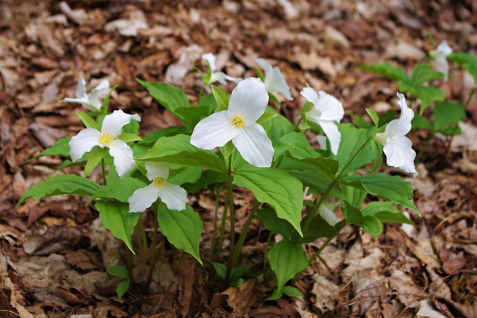 Wildflower Hike