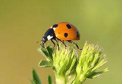 Image by Sue Thomas
