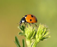 Image by Sue Thomas
