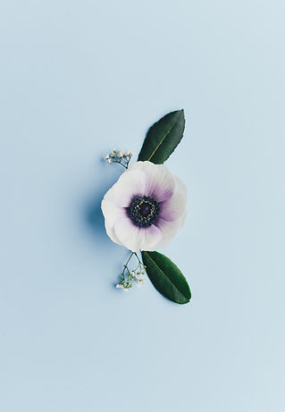 Image by Annie Spratt