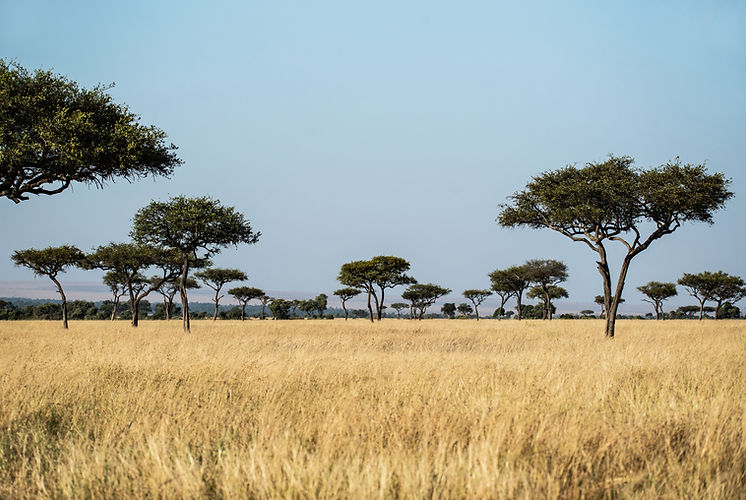 Image by David Clode