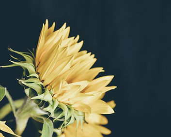 Image by Debby Hudson