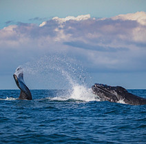 Image by Fernando Gutierrez