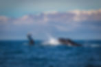 Whale Watching in Puerto Vallarta