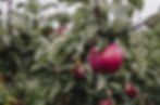 Apple hanging from a tree in a orchard