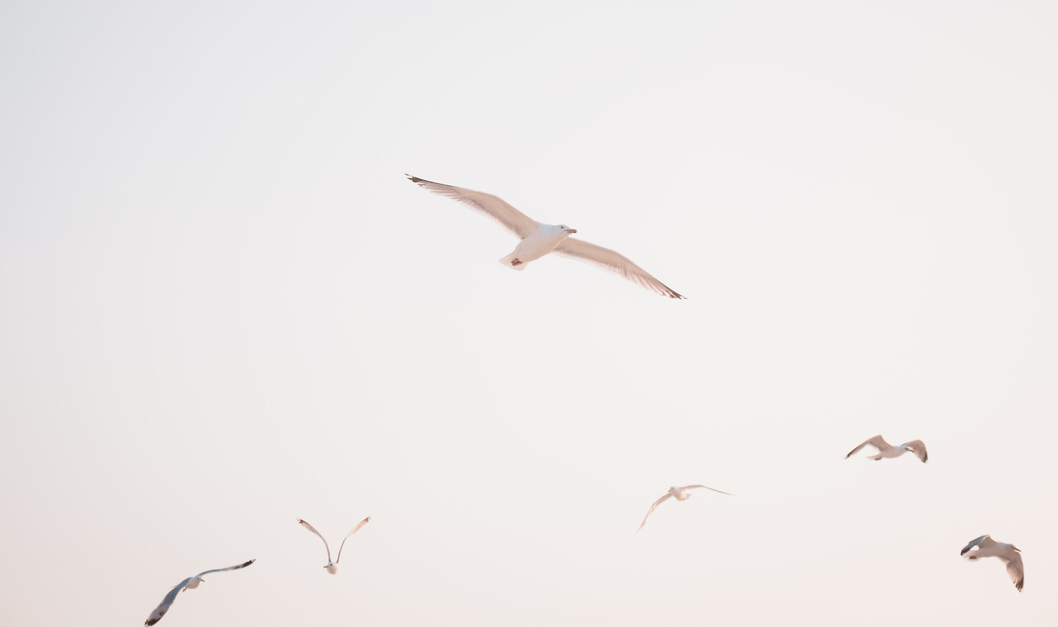 Image by Ibrahim Rifath