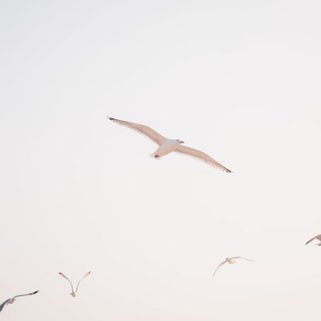Clairvoyant Energy Update: Breaking Free from the Tribe: Identity, Deeper Purpose and Transmutation.