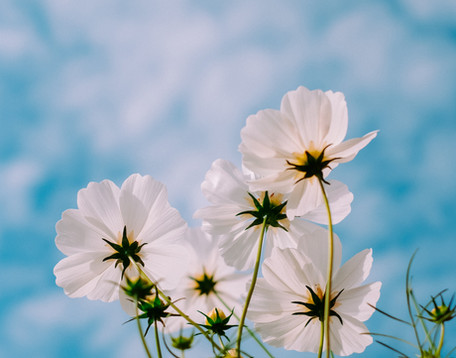 Image by Mink Mingle