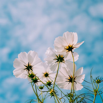 Image by Mink Mingle