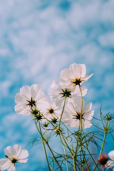Image by Mink Mingle