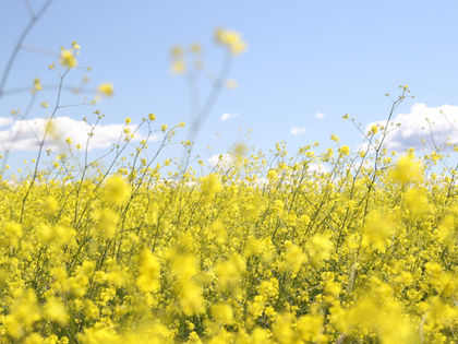Les solutions efficaces pour soulager naturellement les allergies saisonnières