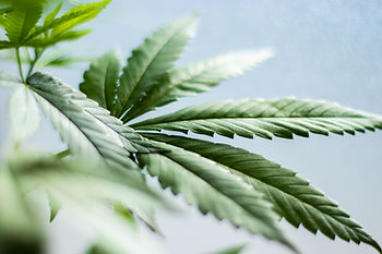 CBD Retailers