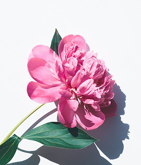 Image by Olia Gozha
