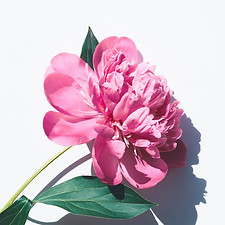 Image by Olia Gozha