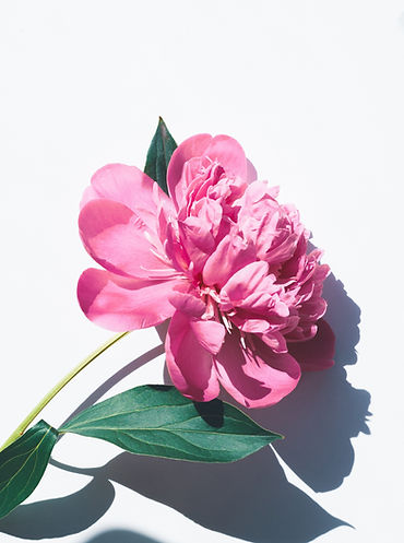 Image by Olia Gozha
