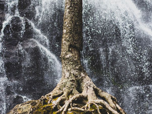 סיבות שורש. למה בכלל צריך את זה?