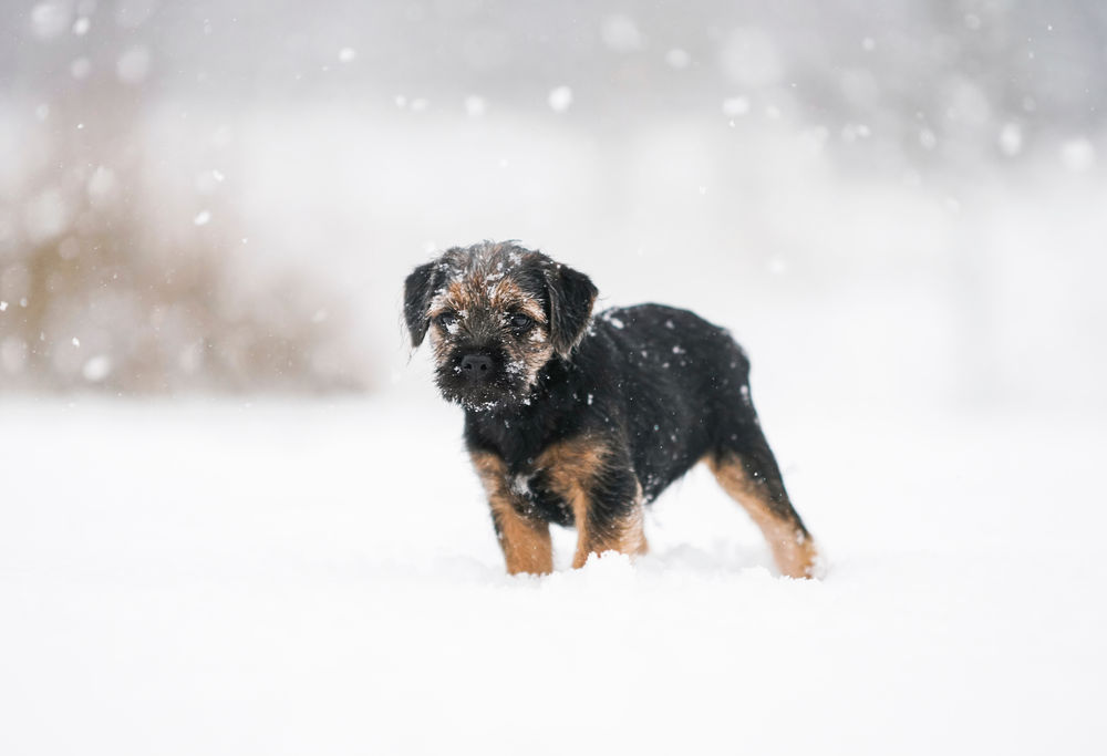 Kışın Kediler ve köpekler üşür mü? Vet Sözlük