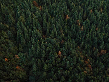 Preserving the Majesty: Understanding and Protecting Austrian and Scotch Pines