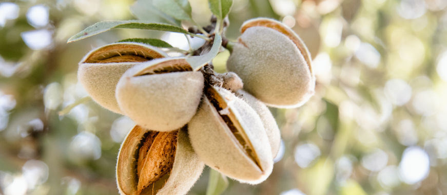Almond plant a source of free fatty acids