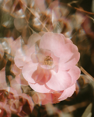 Image by Annie Spratt