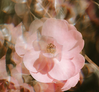 Image by Annie Spratt