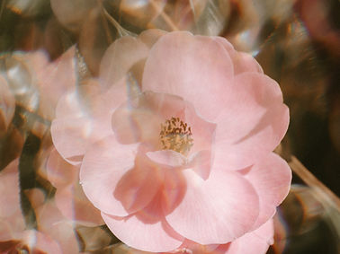 Image by Annie Spratt