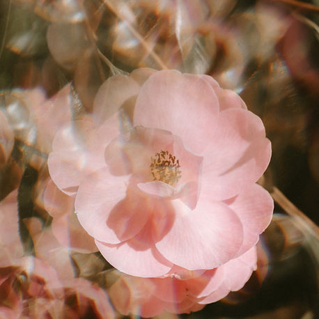 Image by Annie Spratt