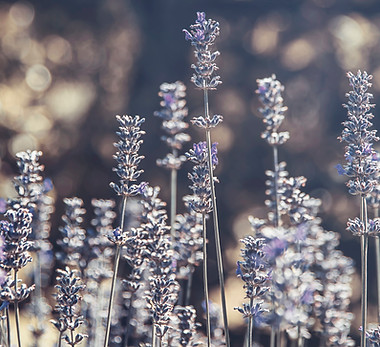 Image by Katarzyna Urbanek