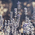 Image by Katarzyna Urbanek