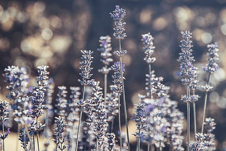 Image by Katarzyna Urbanek