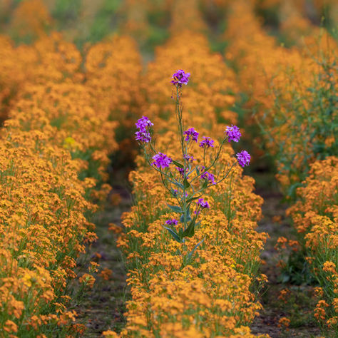 How to Cultivate Authenticity