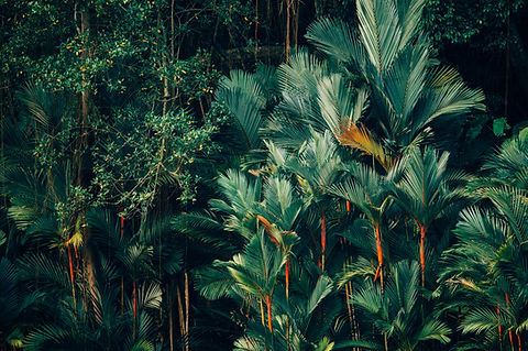Image by CHUTTERSNAP