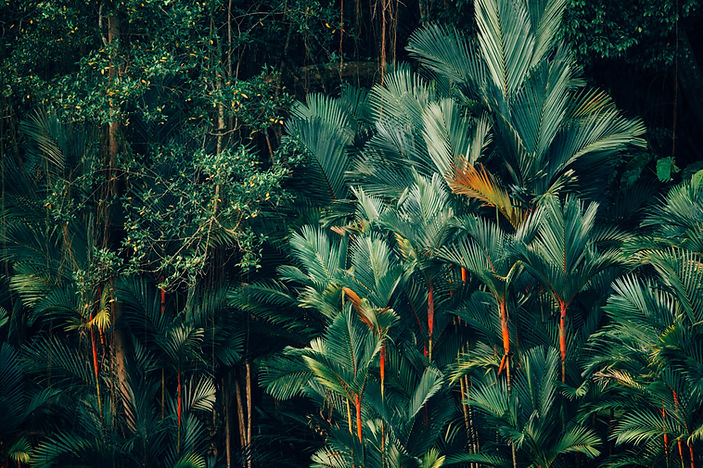 Image by CHUTTERSNAP