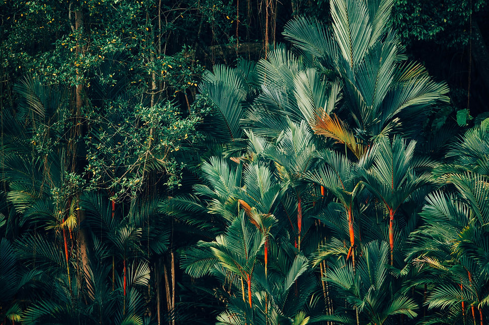 Image by CHUTTERSNAP