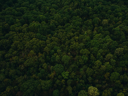Image by Chad Madden
