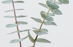 Plant - Image by Tim Chow
